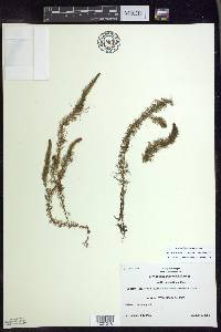 Myriophyllum farwellii image