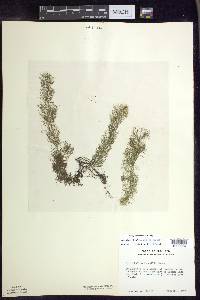 Myriophyllum farwellii image