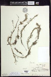 Myriophyllum farwellii image