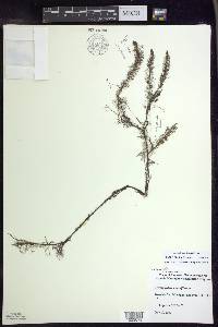 Myriophyllum farwellii image