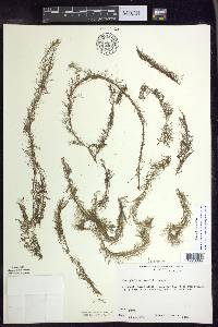 Myriophyllum farwellii image