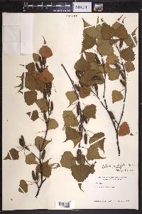 Betula populifolia image