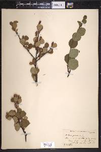 Betula pumila image