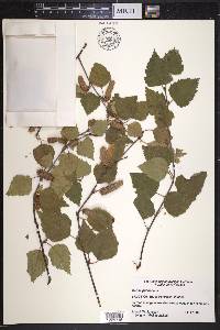 Betula pubescens image