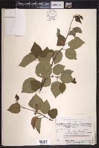 Betula pubescens image