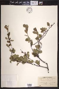 Betula pumila image