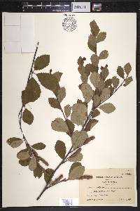 Betula pumila image