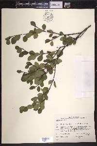 Betula pumila image