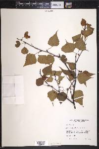 Betula populifolia image