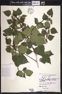 Betula pendula image
