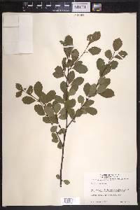 Betula pumila image