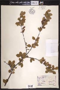 Betula pumila image
