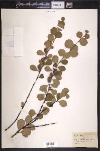 Betula pumila image