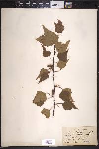 Betula populifolia image