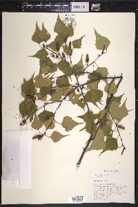 Betula populifolia image