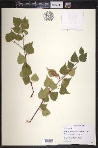 Betula pendula image