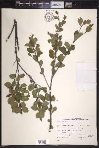 Betula pumila image