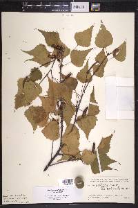 Betula populifolia image