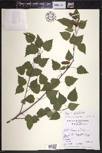 Betula populifolia image