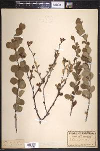 Betula pumila image