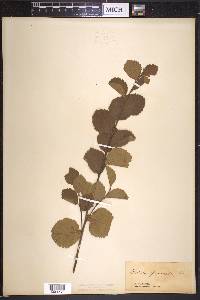 Betula pumila image