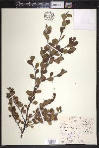 Betula pumila image