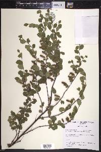 Betula pumila image