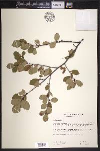 Betula pumila image