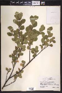 Betula pumila image