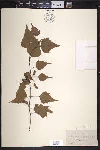 Betula populifolia image