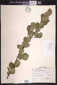 Betula pumila image