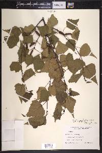 Betula populifolia image