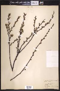 Betula pumila image