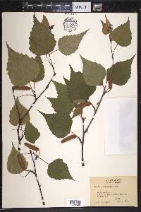 Betula populifolia image