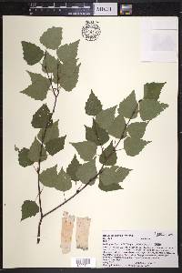 Betula populifolia image