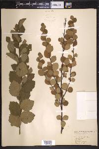 Betula pumila image