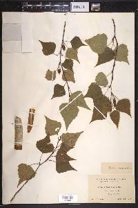 Betula populifolia image