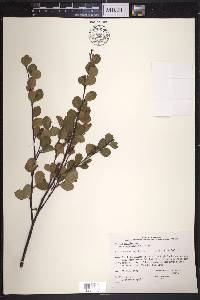 Betula pumila image