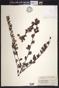 Betula pumila image