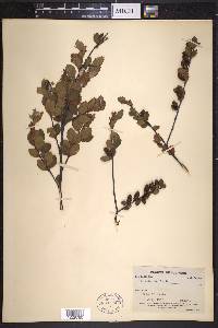 Betula pumila image