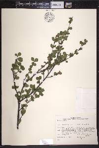 Betula pumila image