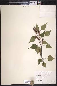 Betula populifolia image