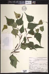 Betula populifolia image