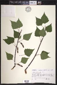 Betula populifolia image