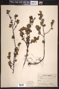 Betula pumila image