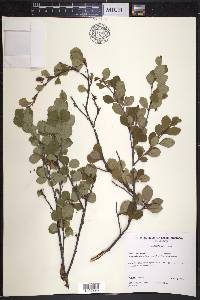 Betula pumila image