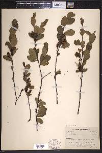 Betula pumila image