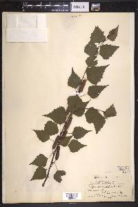 Betula pendula image