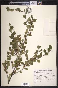 Betula pumila image