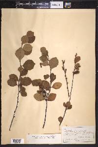 Betula pumila image